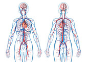 Female cardiovascular system, illustration