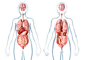 Female internal organs, illustration