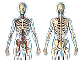 Female cardiovascular and skeletal systems, illustration