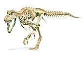 Tyrannosaurus Rex dinosaur, illustration