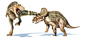 T-rex dinosaur attacking a triceratops, illustration