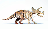 Triceratops dinosaur, illustration