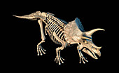 Triceratops dinosaur skeleton, illustration