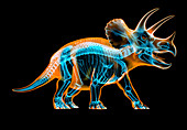 Triceratops dinosaur skeleton, illustration