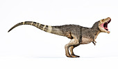 T-rex with feathers, illustration