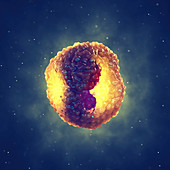 Chlamydia infected cell, illustration