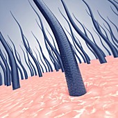 Human hair, illustration