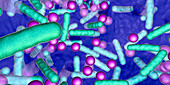 Bacteria in a biofilm, illustration