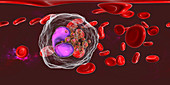 Blood smear with numerous eosinophils, illustration