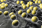 Micrococcus luteus bacteria, illustration