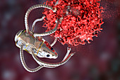 Nanorobot attacking cancer, illustration