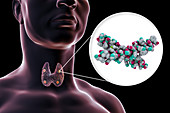 Parathyroid glands and parathyroid hormone, illustration