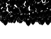 Black balloons, illustration