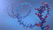 Nucleic acid, illustration