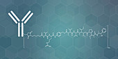 Brentuximab vedotin antibody-drug conjugate, molecular model