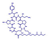 Caspofungin antifungal drug, molecular model