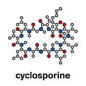 Cyclosporine immunosuppressant drug, molecular model