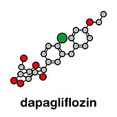 Dapagliflozin diabetes drug, molecular model