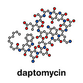 Daptomycin antibiotic drug, molecular model