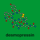 Desmopressin peptide drug, molecular model