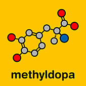 Methyldopa high blood pressure drug, molecular model