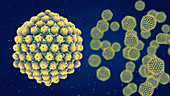 Herpes viruses, illustration