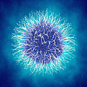 Mimivirus, illustration