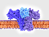 Interleukin 4 binding to its receptor, illustration