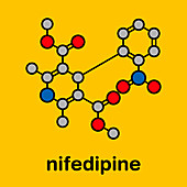 Nifedipine calcium channel blocker drug, molecular model