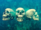 Three human skulls, illustration