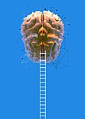 Human brain and ladders, illustration