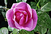 Rose (Rosa 'Lucky') flower
