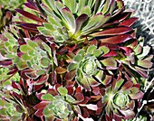 Aeonium 'Pen-du' rosettes