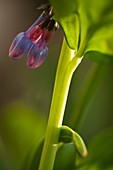 Virginia bluebell (Mertensia virginica) flowers