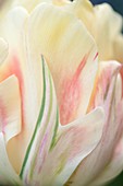 Tulip (Tulipa 'Peach Melba')