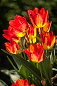 Tulip (Tulipa 'Florette') flowers