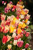Tulip (Tulipa sp.) flowers