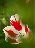 Tulip (Tulipa 'World Expression') flower