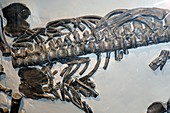 Plesiosaurus fossil spine