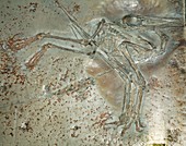Pterodactylus antiquus fossil