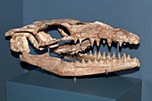 Mosasaurus skull