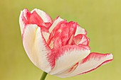 Tulip (Tulipa 'Cartouche') flower