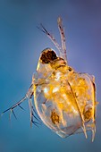 Water flea, light micrograph