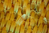 Butterfly wing scales, light micrograph