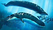 Basilosaurus prehistoric whales, illustration