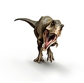 Tyrannosaurus dinosaur, illustration