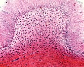 Astrocytes, light micrograph