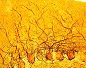 Cerebellar cortex, light micrograph