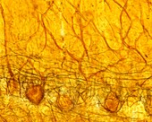 Cerebellar cortex, light micrograph