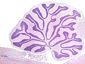 Cerebellum, light micrograph